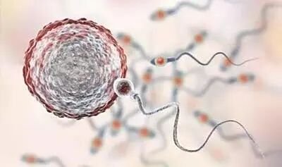 【完整版】单身男性去格鲁吉亚试管助孕全流程